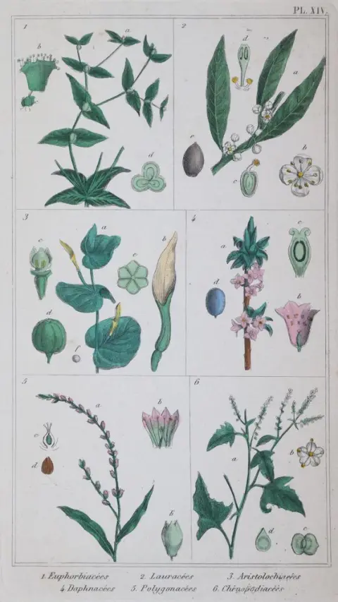 Bossu,A. ' – Traite des plantes medicinales indigenes precede d'un cours elementairede botanique