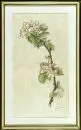 Gingele, Franz, 1898 - 1968 Füssen – Aquarelle/dessin au crayon, sur papier japon, 37 x 17 cm, "Apfelblüte", signé en bas à droite, R, réf. : Kühling