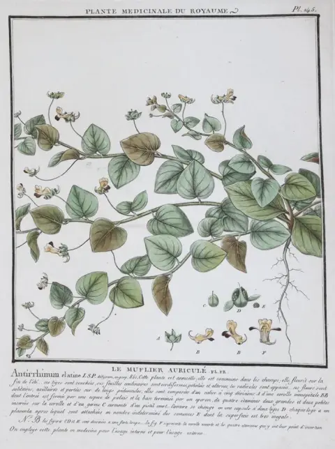 Bulliard,P. – Herbier de la France