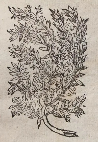 Linocier,G. – L'histoire des Plantes, traduicte de latin en francois: avec leurs portraicts, noms..