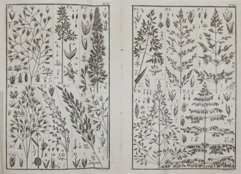 Leers,J.D. – Flora Herbornensis exhibens plantas circa Herbornam Nassoviorum crescentes..