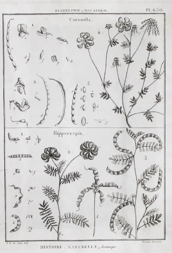 Tableau encyclopedique et methodique – des trois regnes de la nature