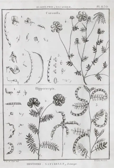 Tableau encyclopedique et methodique – des trois regnes de la nature