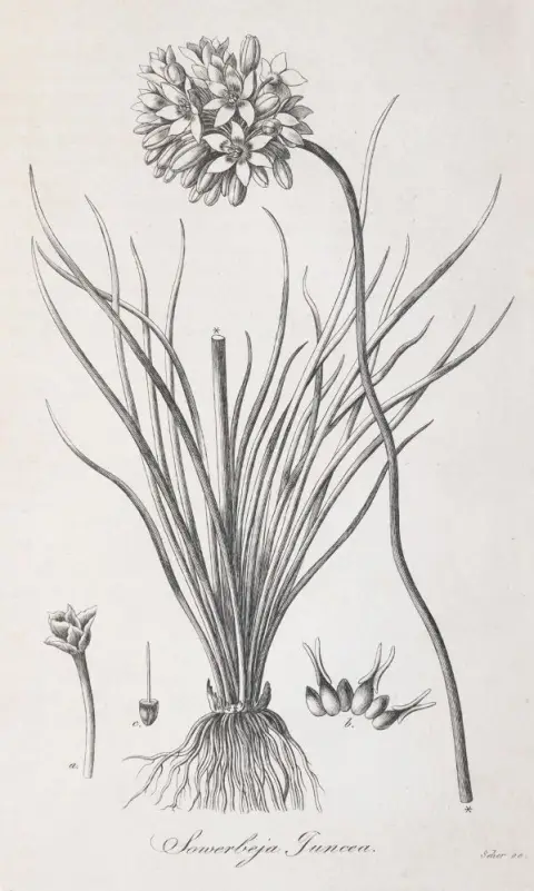 Trattinnick,L. – Genera nova plantarum iconibus observationibusque illustrata
