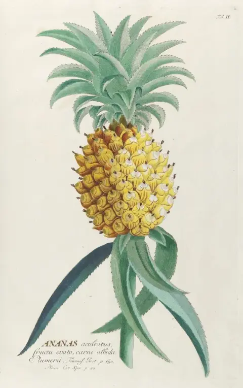 Trew, Ch.J. – Vybrané rostliny