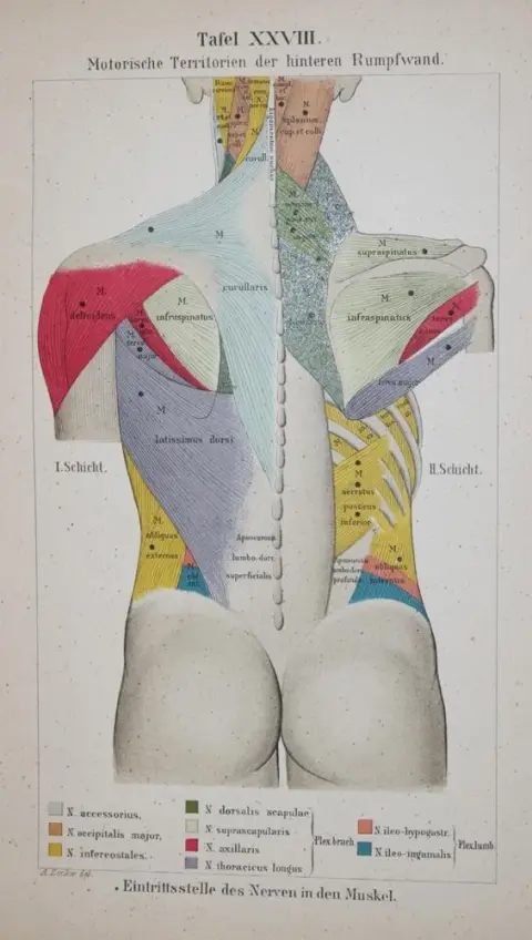 Bateman, T. – Illustrations des maladies de la peau, présentant les caractères des genres et des espèces selon la classification de Willan