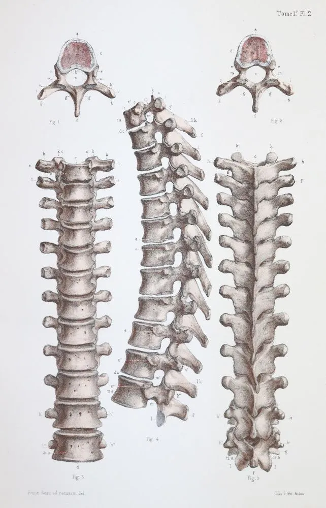 Bonamy,C. u. P.Broca. – Atlas d'Anatomie descriptive du corps humain