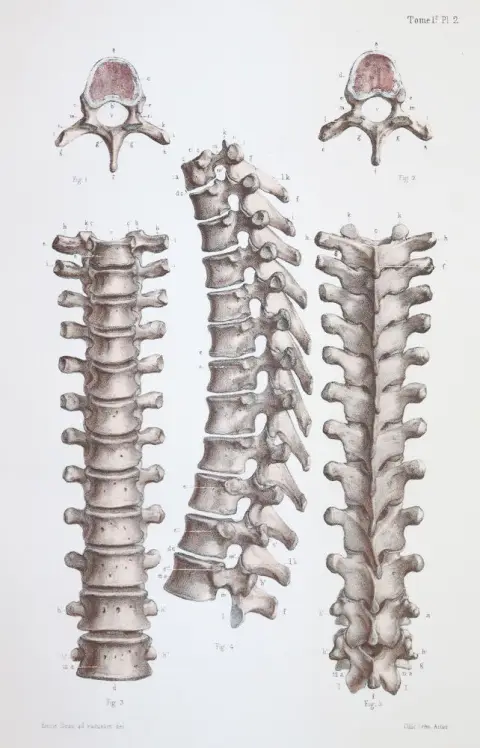Bonamy,C. and P.Broca. – Atlas d'Anatomie descriptive du corps humain