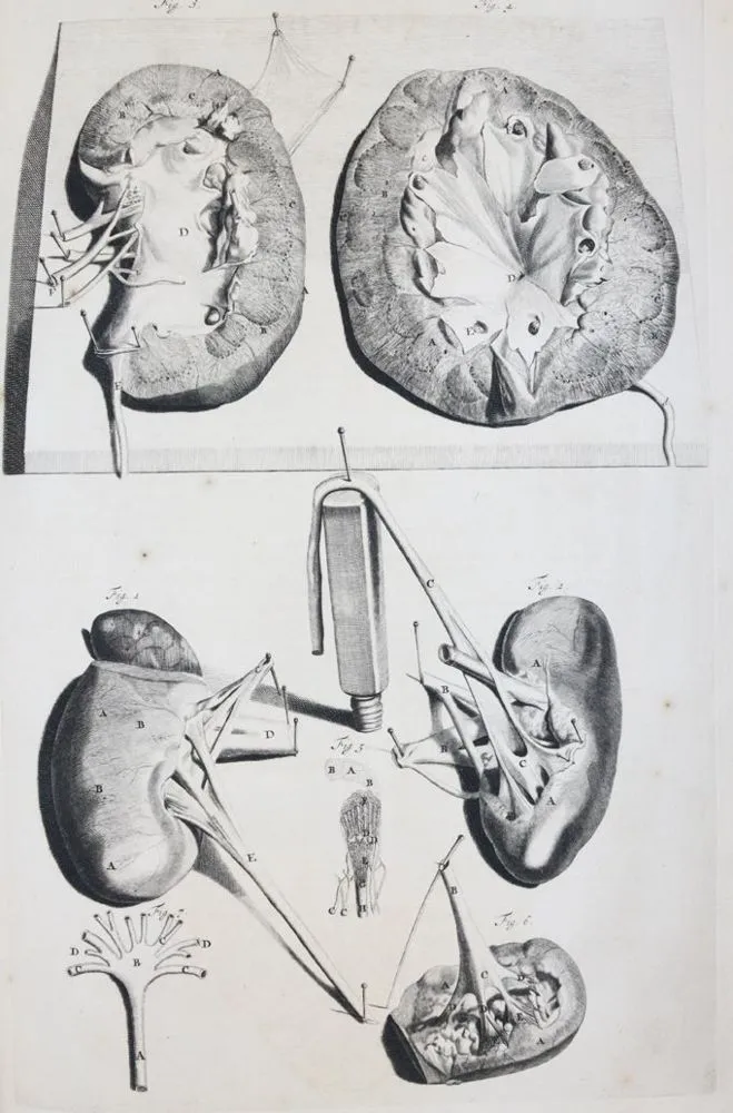 Cowper,W. – L'anatomie des corps humains, avec figures dessinées..