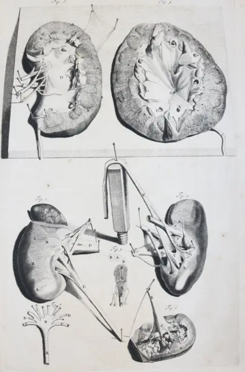 Cowper,W. – The anatomy of humane bodies, with figures drawn..