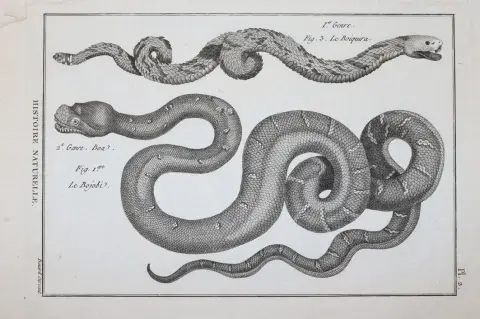 (Bonnaterre,P.J. – Tableau ncyclopdique et methodique des trois rgnes de la nature