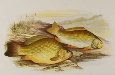 Houghton,W. – British fresh-water fishes