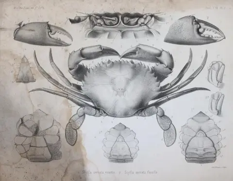 Milne-Edwards,A. – Histoire des crustacés podophthalmaires fossiles