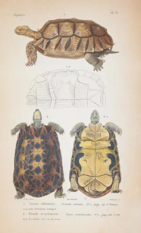 (Dumeril,A.M.C. u. G.Bibron. – Erptologie gnrale, ou histoire naturelle complte des reptiles)