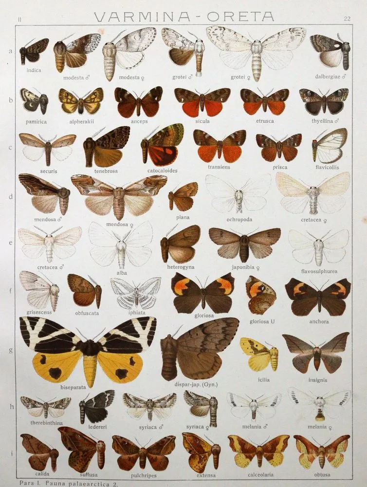 Seitz,A. – Les grands papillons de la Terre