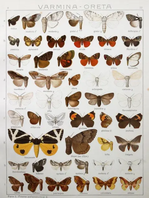 Seitz,A. – Les grands papillons de la Terre
