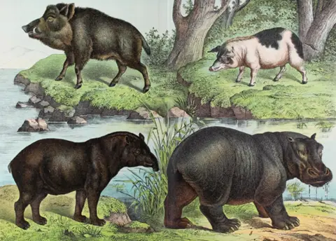 Schubert,G.H.v. (éd.). – Histoire naturelle du règne animal