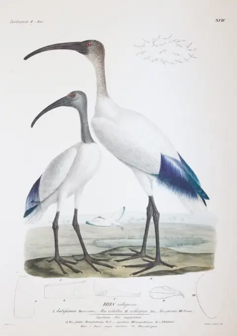 Ehrenberg,C.G. – Symbolae physicae seu icones et descriptiones avium quae ex itin ere per Africam Borealem et Asiam Occidentale