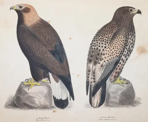 (Körner,M. – Skandinaviska foglar tecknade efter naturen, lithografierade och utgifne