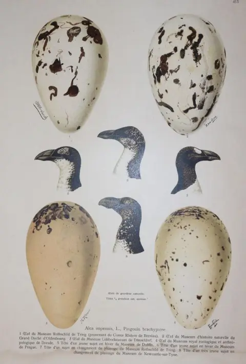 (Naumann,J.A. – Iconographie d'oiseaux d'Europe et de leurs oeufs