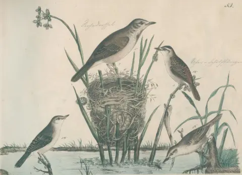 Strack,F. – Natural History in Pictures with Explanatory Text