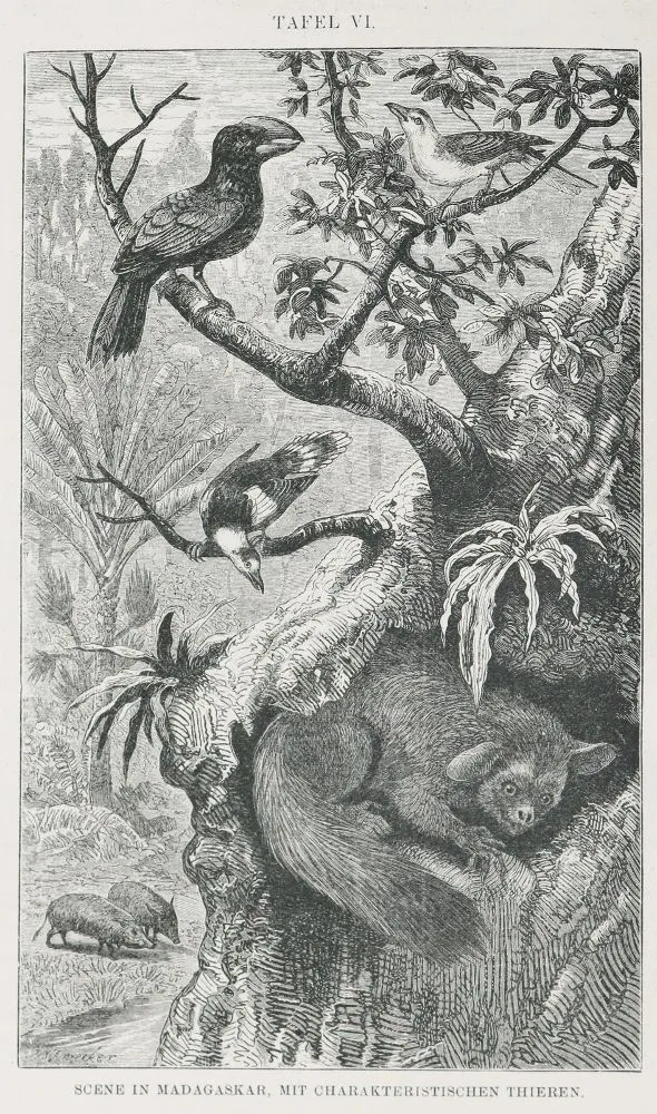 Wallace,A.R. – La répartition géographique des animaux