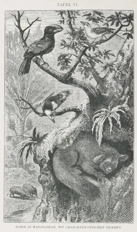 Wallace,A.R. – The Geographical Distribution of Animals
