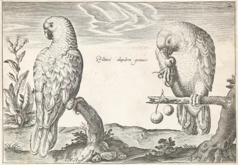 Briot, Marie. – (Oiseaux, Paris), P.Mariette s.d., 2