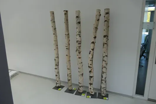 5x Deko Birkenstämme