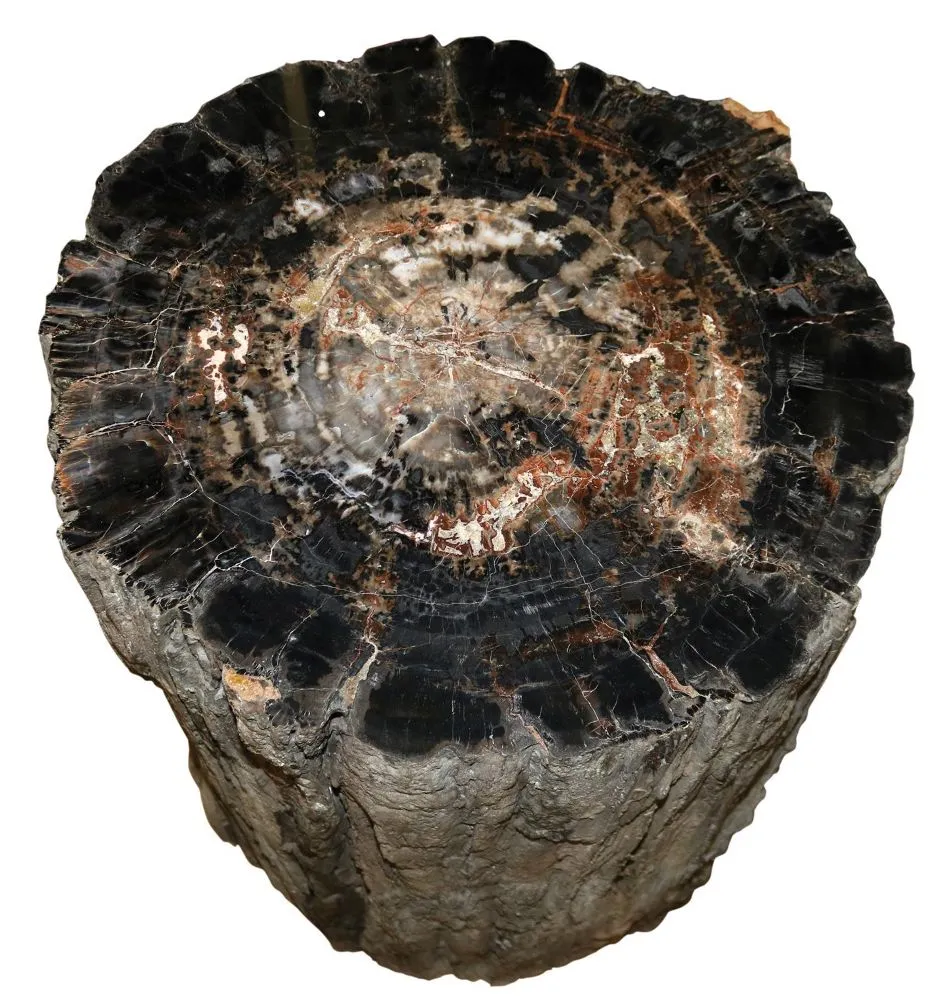 Petrified trunk – Petrified wood