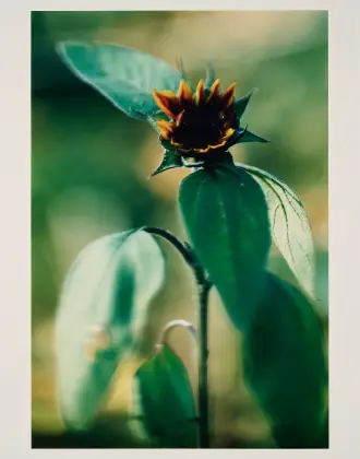 Pflanzen Nr. 16 Kleine Sonnenblume mit schwarzen Kernen, Winterthur 1992
