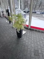 2 Pflanzengefäße