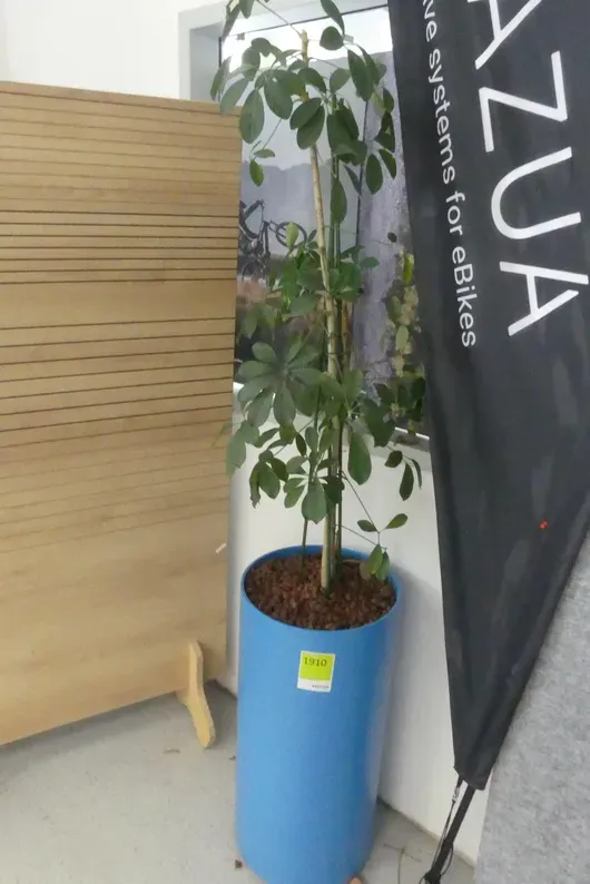 Pflanze im Pflanztopf