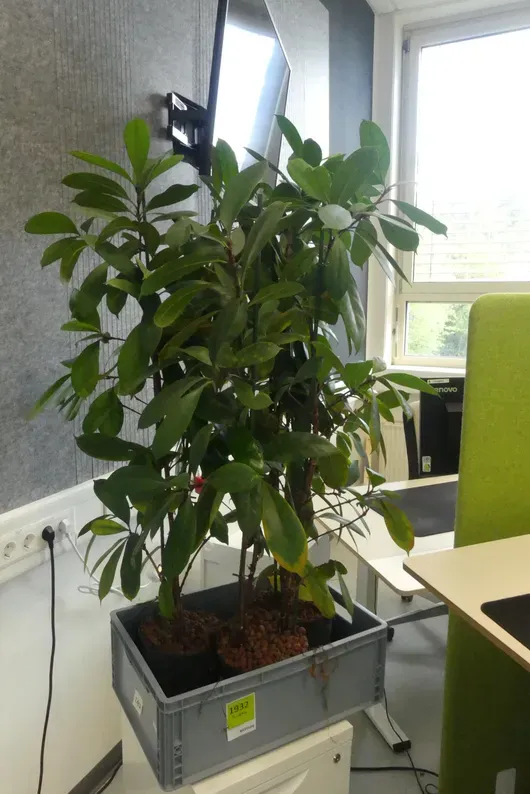 3x plant