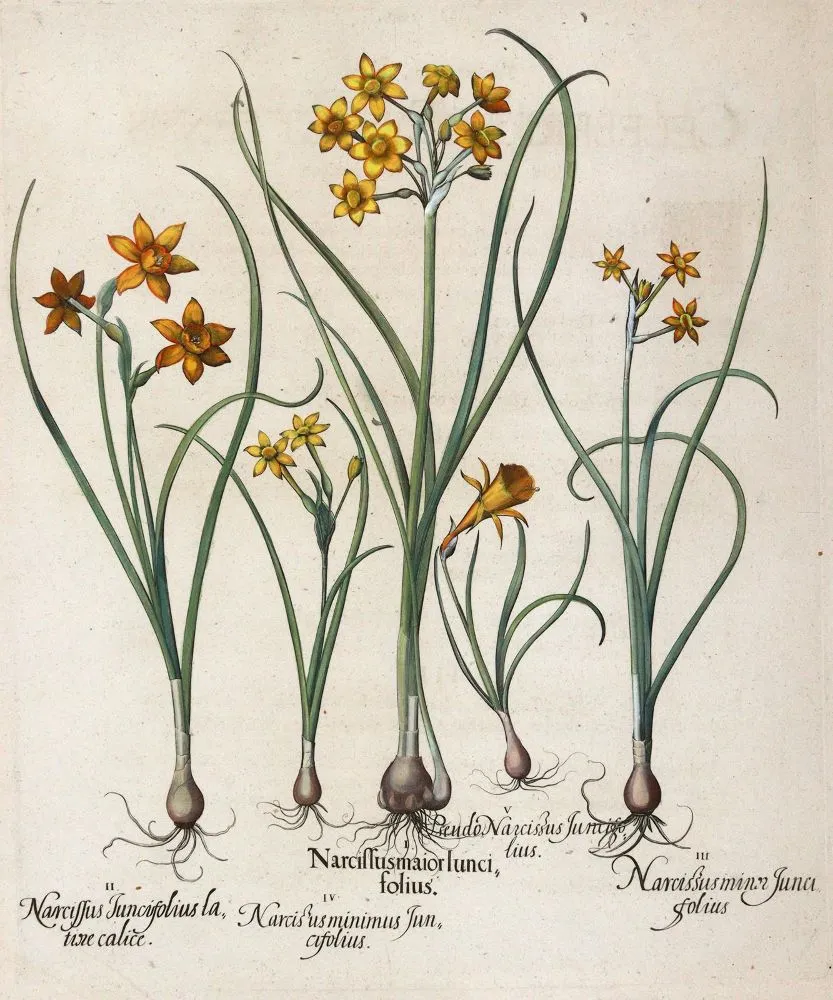 Besler, Basilius – (1561 Nürnberg 1629)