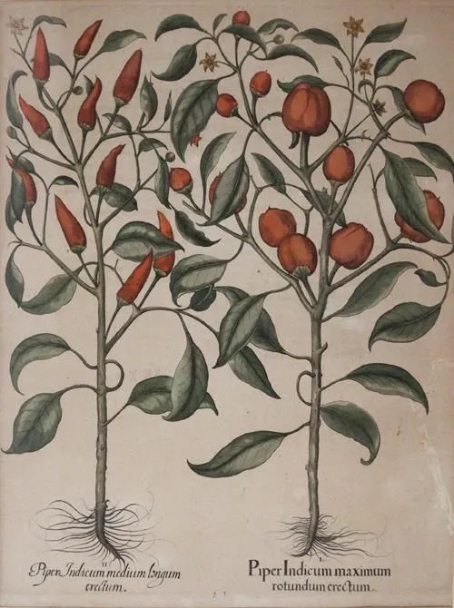 Беслер, Базилиус – (1561 Нюрнберг 1629)
