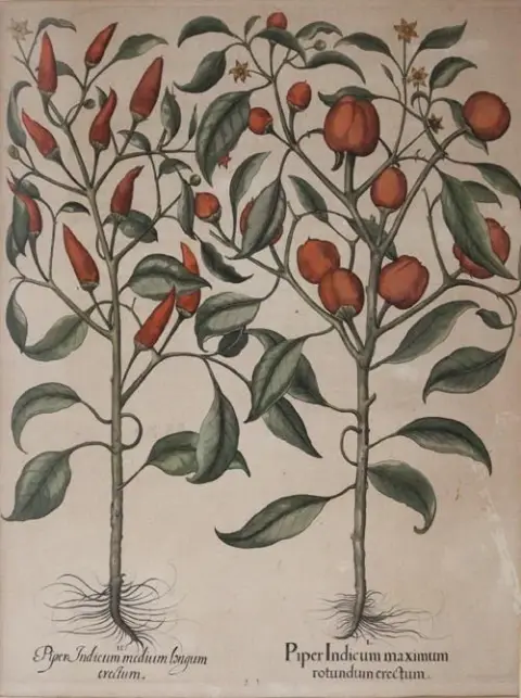 Беслер, Базилиус – (1561 Нюрнберг 1629)