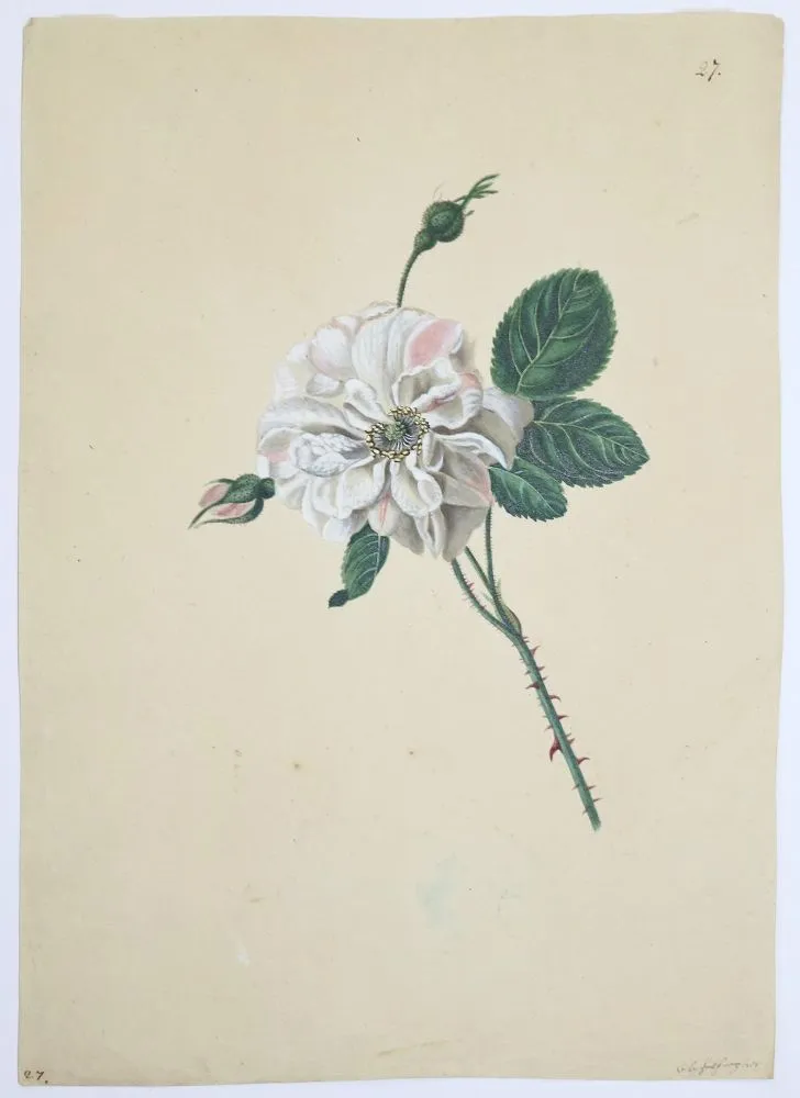 Блашек, Франц – (1787-1868)