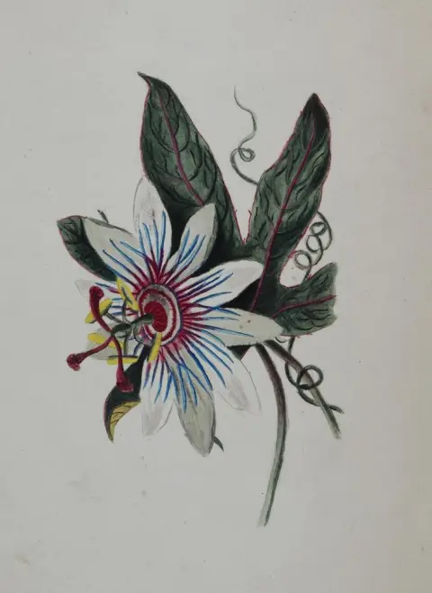 Fleurs et ornements – Dessins et études