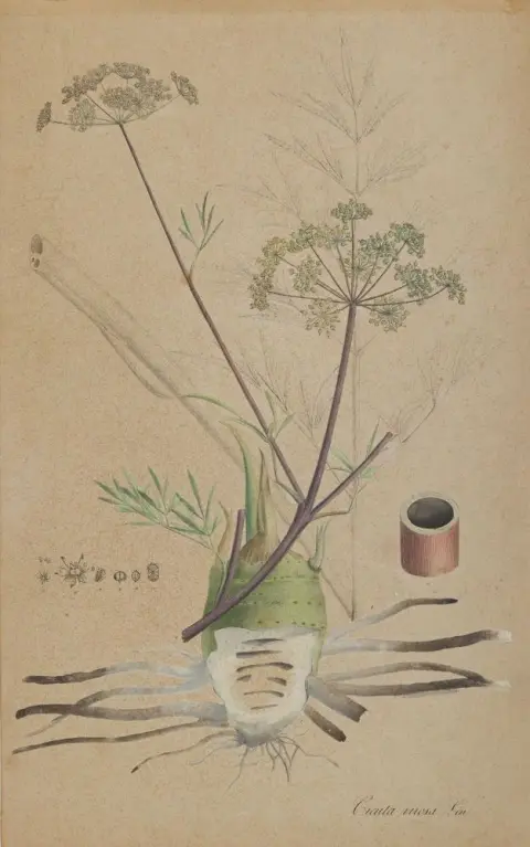 Rose de Noël et ciguë aquatique – Helleborus niger