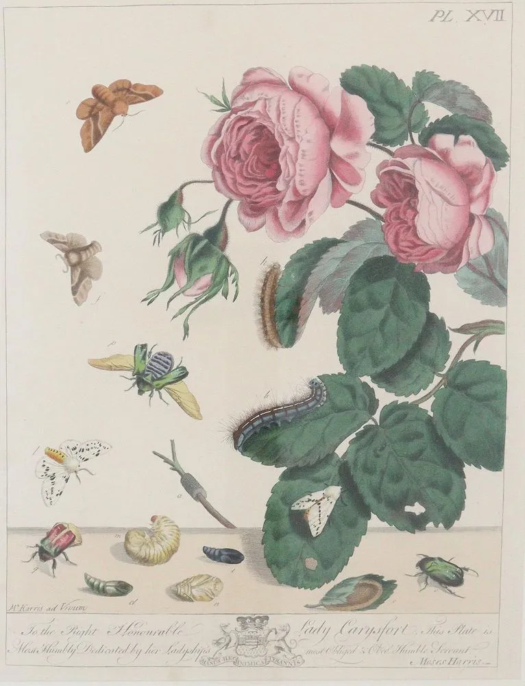 Harris, Moses – (1730 Holborn - Londýn 1785)