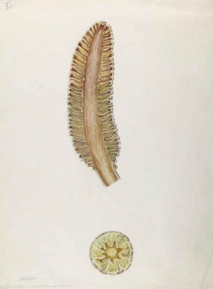 Hartinger, Anton – (1806 Vienne 1890)