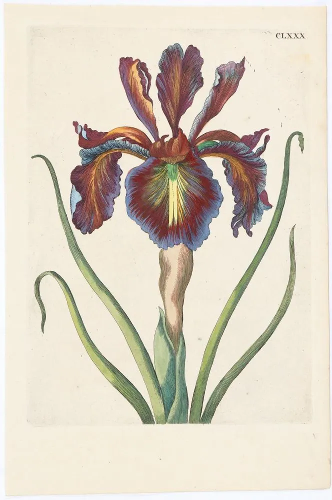 Merian, Maria Sibylla – (1647 Frankfurt n. Mohanem