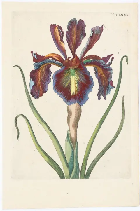 Merian, Maria Sibylla – (1647 Francfort-sur-le-Main