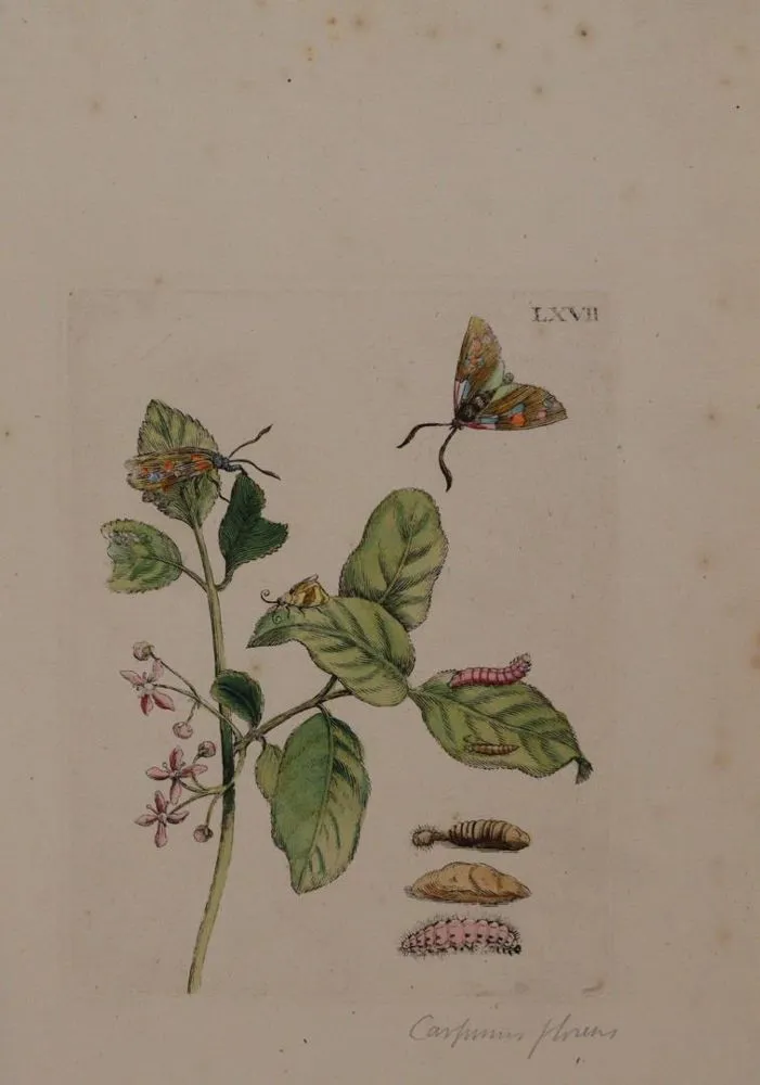 Merian, Maria Sibylla – (1647 Frankfurt a.M