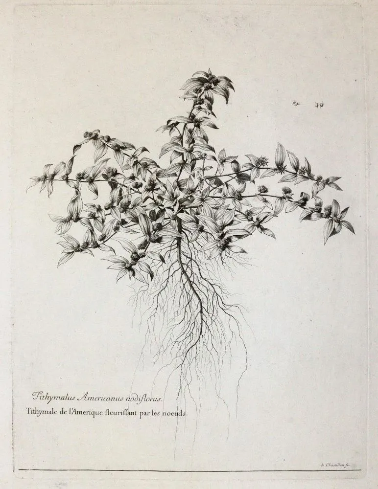 Robert, Nicolas – (1614 - 1685) a další