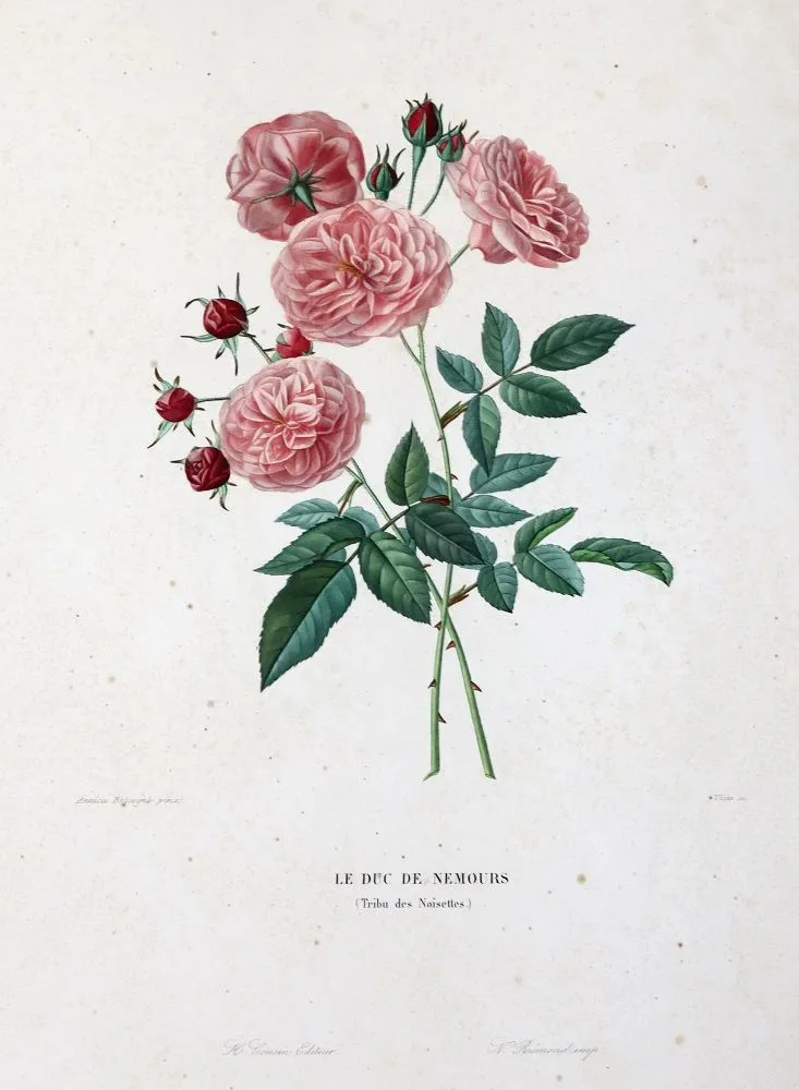 Rosen. – 4 Blätter des 19
