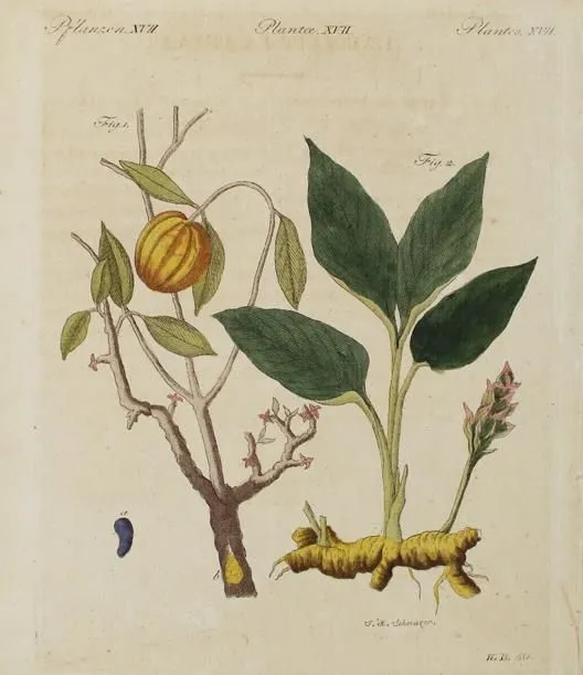 Weinmann, Johann Wilhelm – (1683 Gardelegen - Regensburg 1741) a kol.