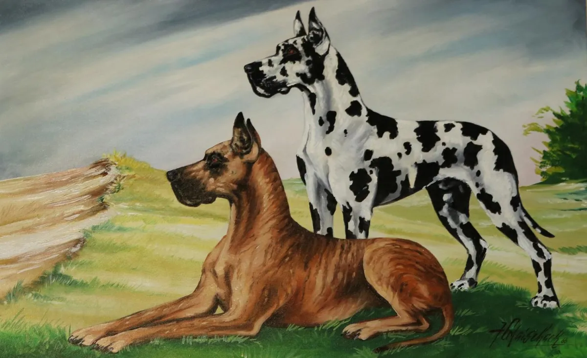 Chiens. – Deux dogues