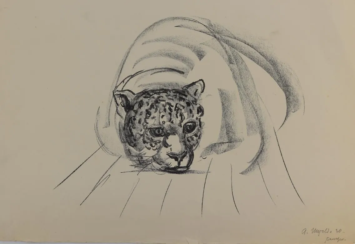 Panter, – Olifant en aap